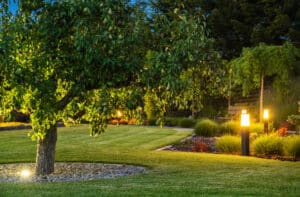 Large Pear Tree Growing in the Middle of Professionally Landscaped Backyard Garden. Evenly Mowed Lawn with Well-Kept Plants Around. Evening Time.